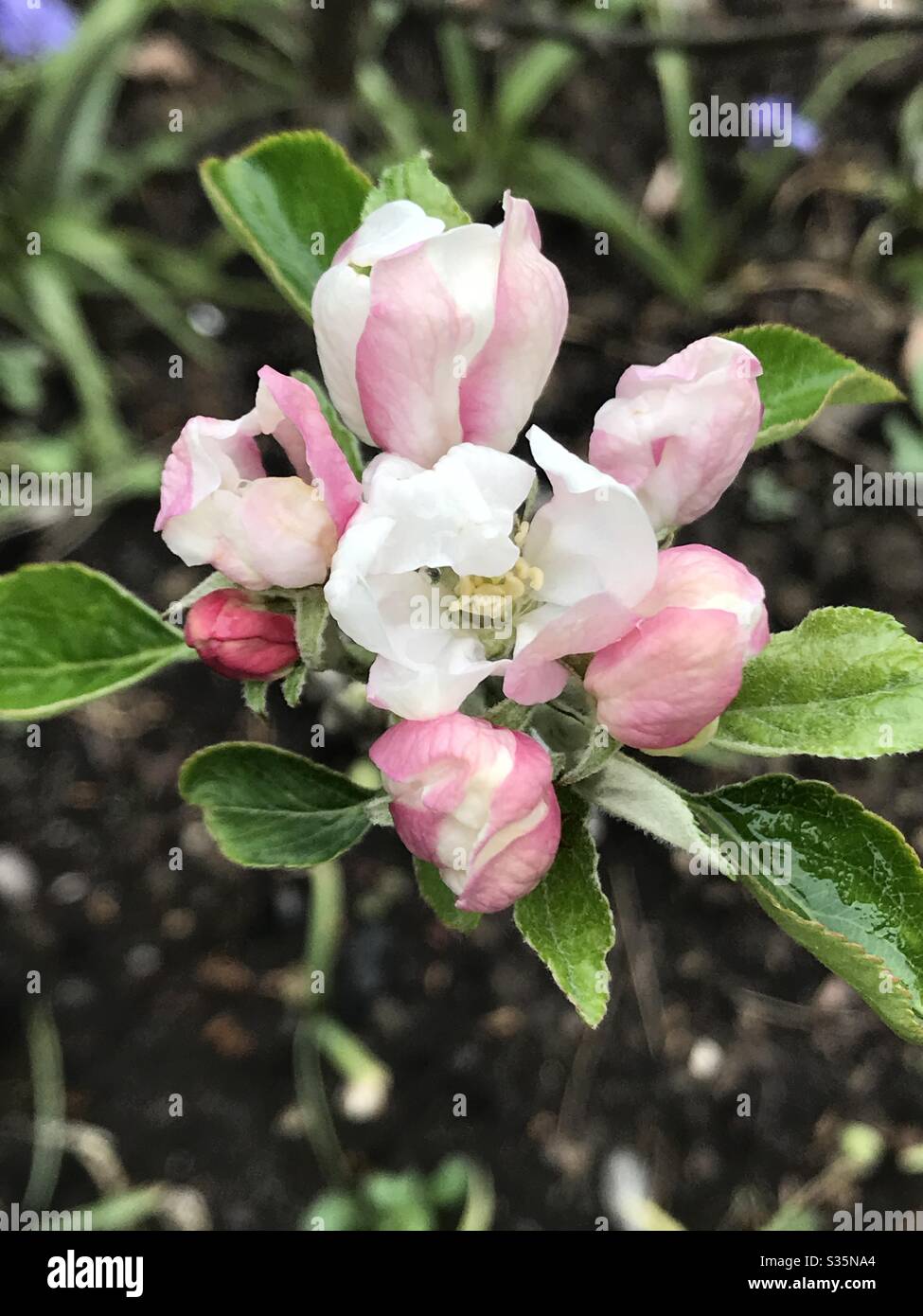 Apfel Baum Blüte Stockfoto