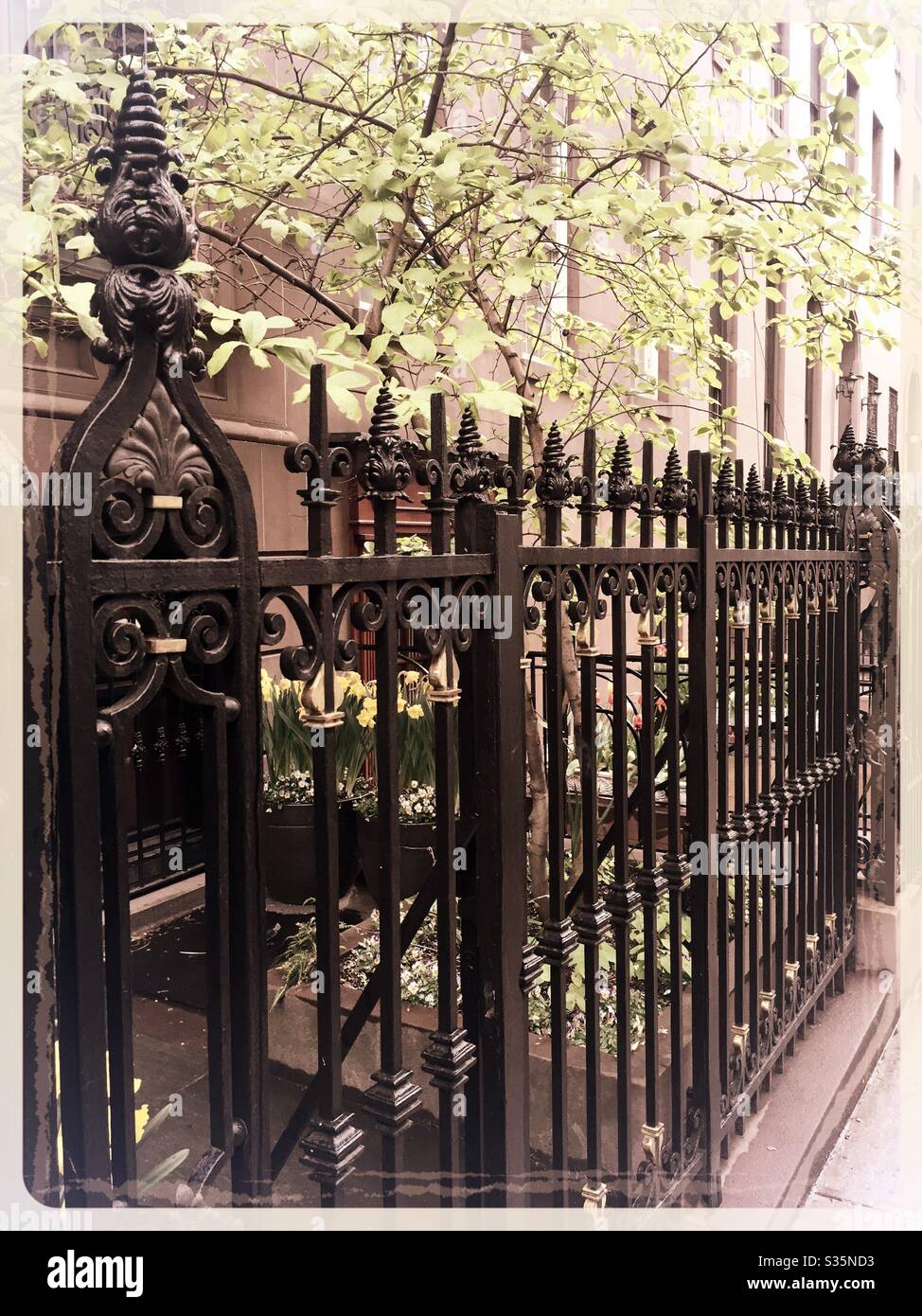 Schmiedeeiserner Zaun und blühende Bäume außerhalb historischer Sandsteinhäuser im Murray Hill Viertel von Manhattan an einem Frühlingsnachmittag - Smartphone-aufgenommenes Stockfoto