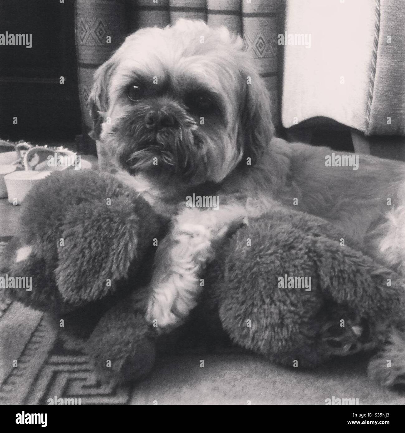 Dog with his teddy -Fotos und -Bildmaterial in hoher Auflösung – Alamy