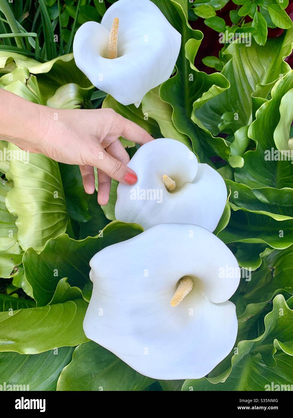 Die Hand der Frau berührt die weiße Blume Stockfoto