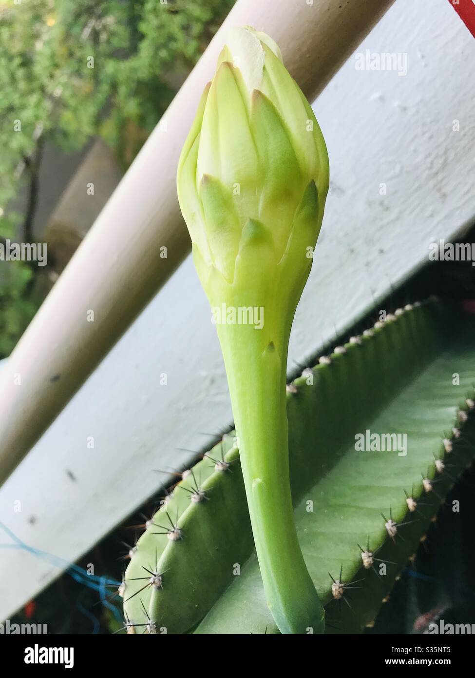 Lange Kaktusknospe, dornige Pflanze, es ist eine Zierpflanze- bereit, in wenigen Tagen zu blühen, Singapur Stockfoto