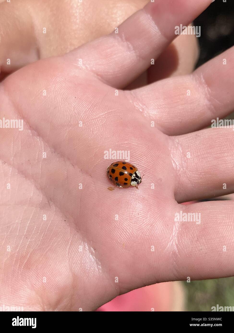 Kinderhand mit einem leuchtend roten Marienkäfer/Marienkäfer Stockfoto