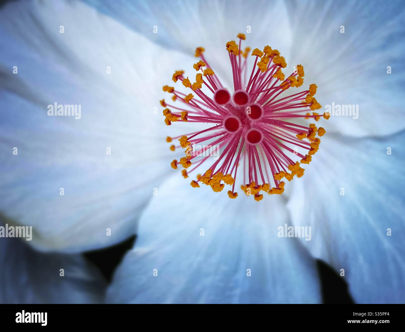 Nahaufnahme von Fortpflanzungsstrukturen in einer weißen Hibiskusblüte Stockfoto