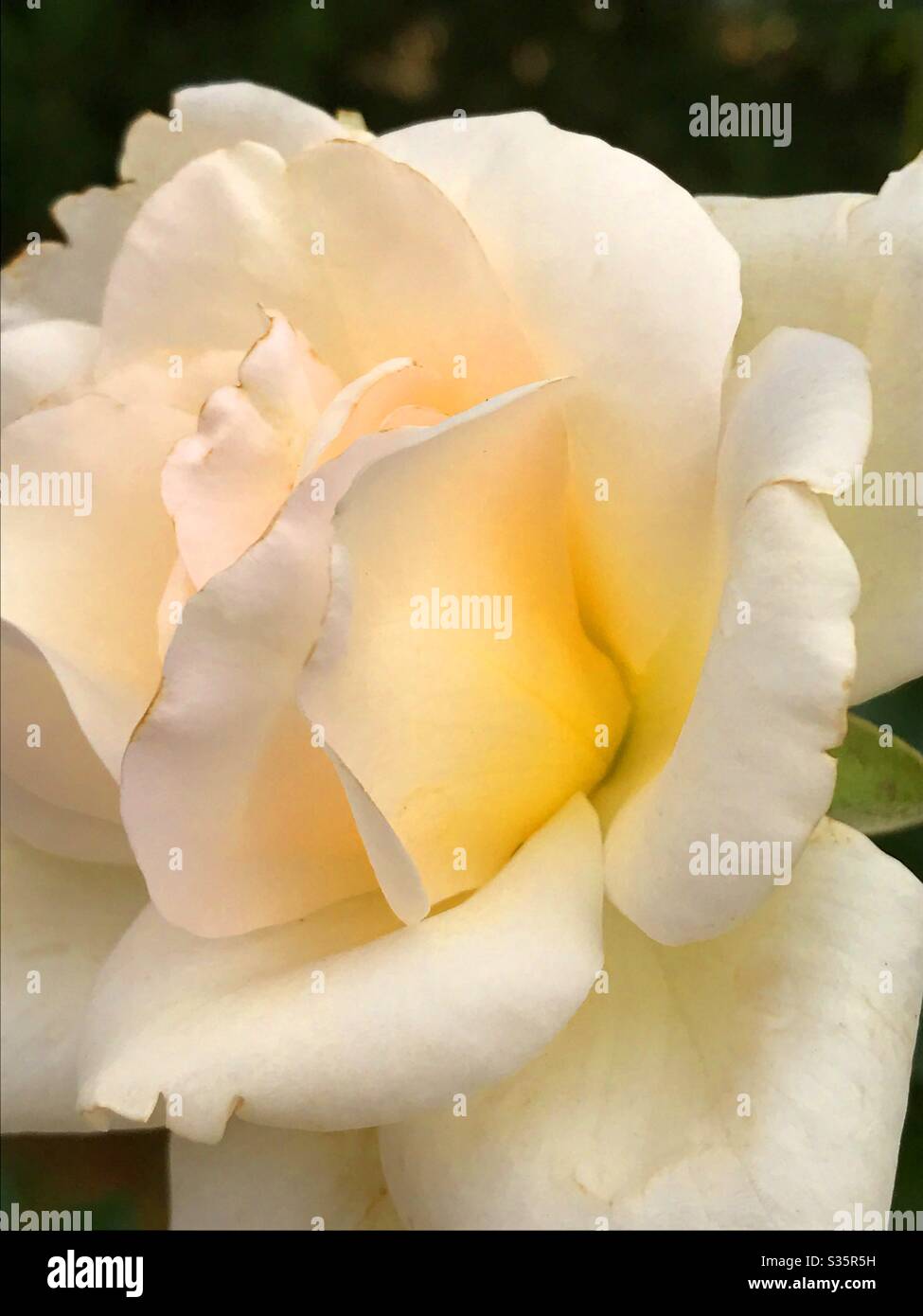 Rose. Ansicht schließen. - Smartphone-aufgenommenes Stockfoto
