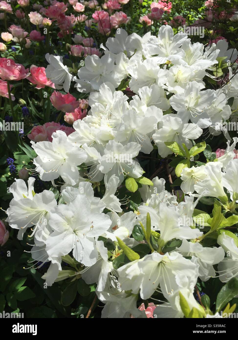 Weiße Azaleen blühen im Frühling Stockfoto