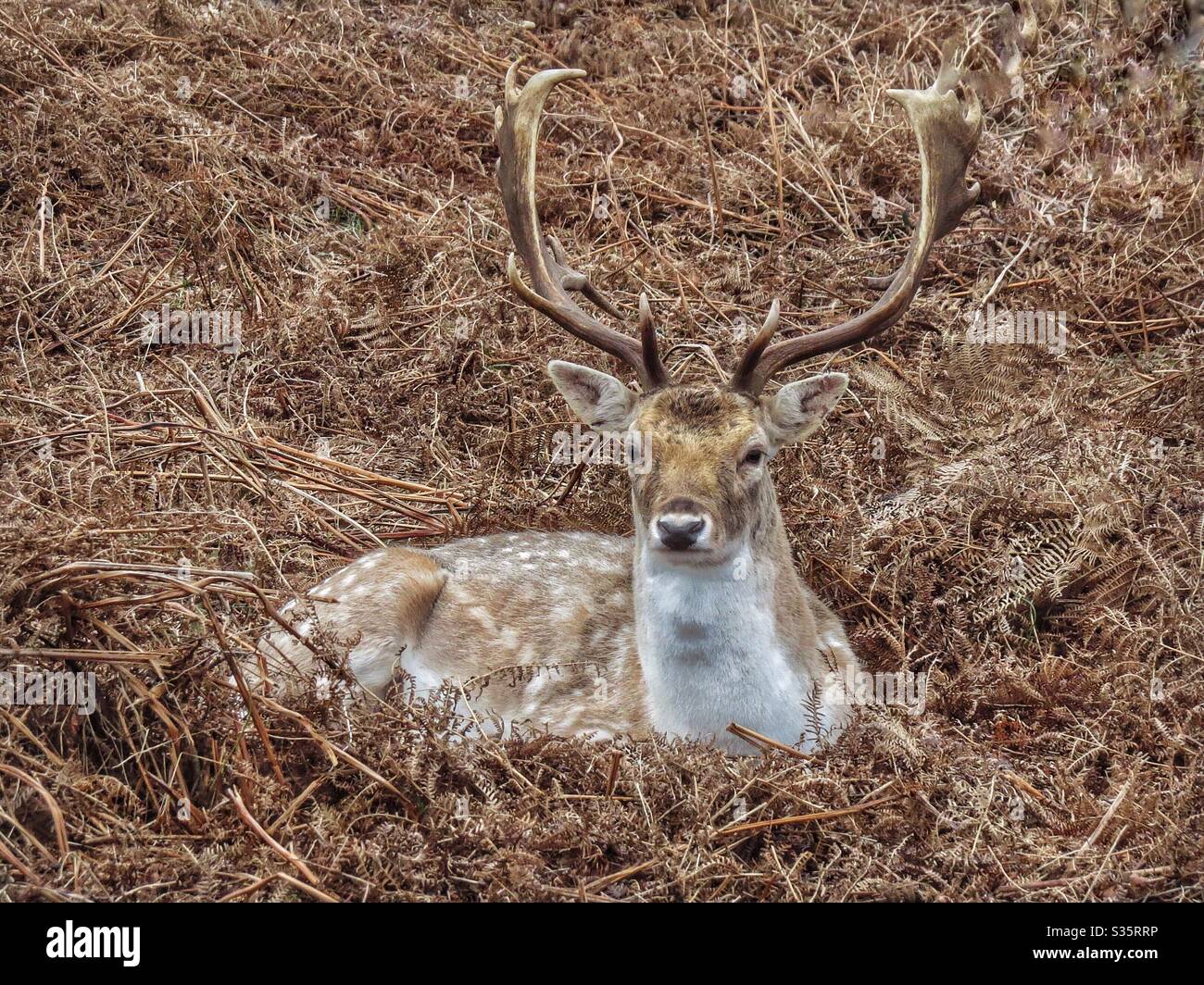 Rothirsche, die im Unterholz ruhen, Richmond Park, London Stockfoto
