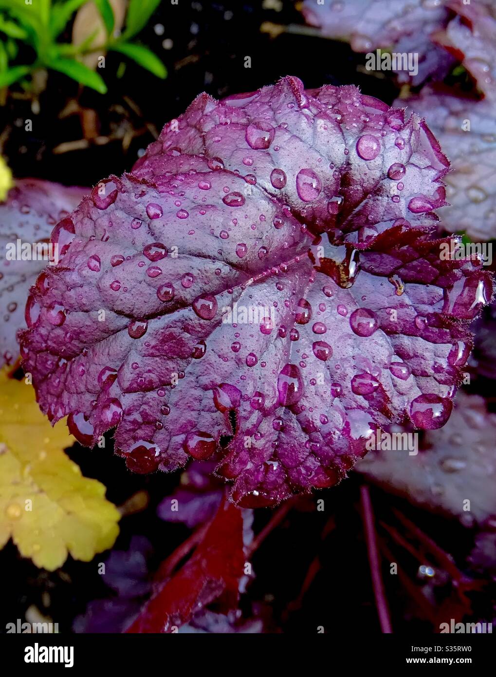 Lila heuchera Blätter glitzern nach dem frühen Morgenregen Stockfoto