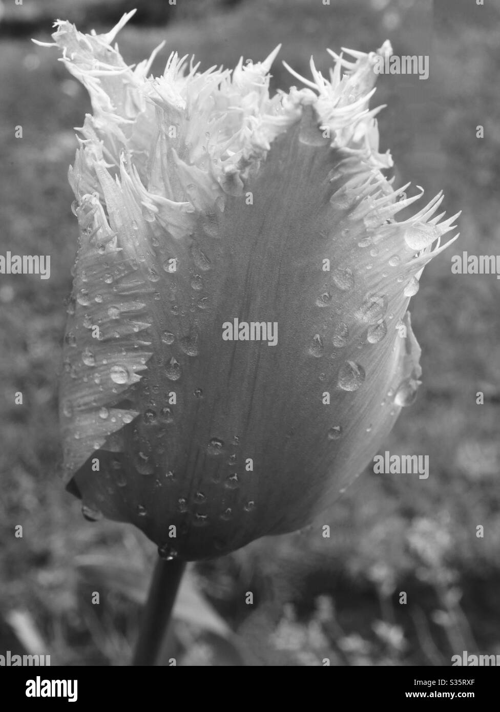 Mono Tulip im April Duschen Stockfoto