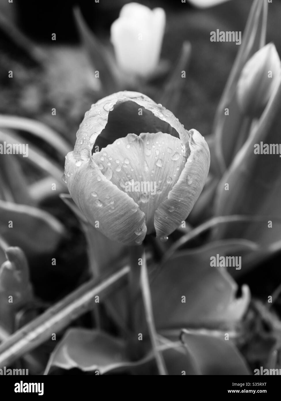Noir Tulpe im April Duschen mit Regentropfen Stockfoto
