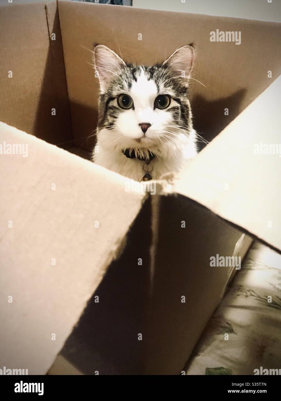 Eine Katze mit breiten Augen sitzt in einer Kiste und starrt erwartungsvoll auf ihren Besitzer. Stockfoto