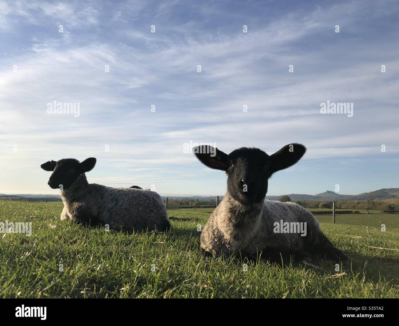 Zwei Lämmer, die im Frühling auf einem Grasfeld liegen, North Yorkshire, England, Großbritannien Stockfoto