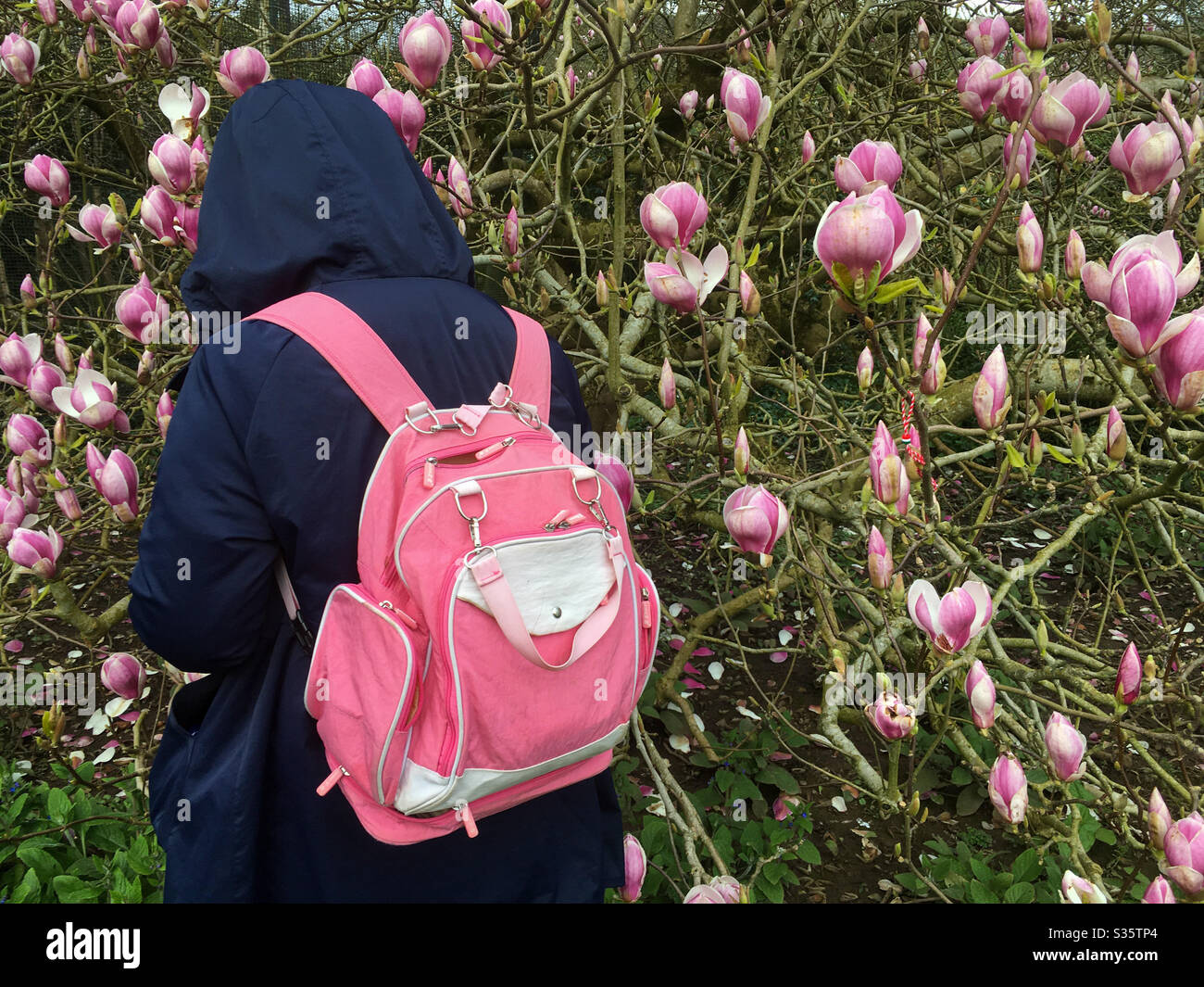 Eine Frau mit rosa Rucksack steht neben einem Magnolienbaum in voller Blüte - Smartphone-aufgenommenes Stockfoto