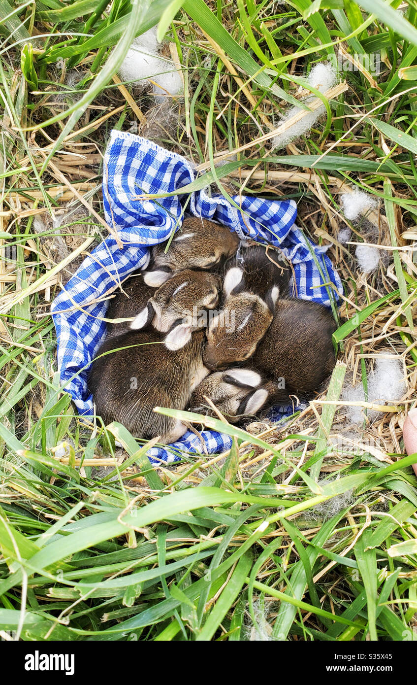 Ein Nest neugeborener Wildkaninchen auf einem blauen Gingham-Tuch in einem grasbewachsenen Hof in Illinois. - Smartphone-aufgenommenes Stockfoto