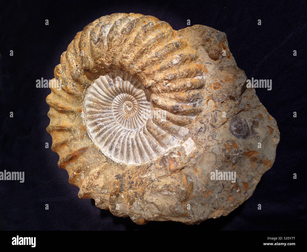 Spiralförmiges Fossil. Stockfoto