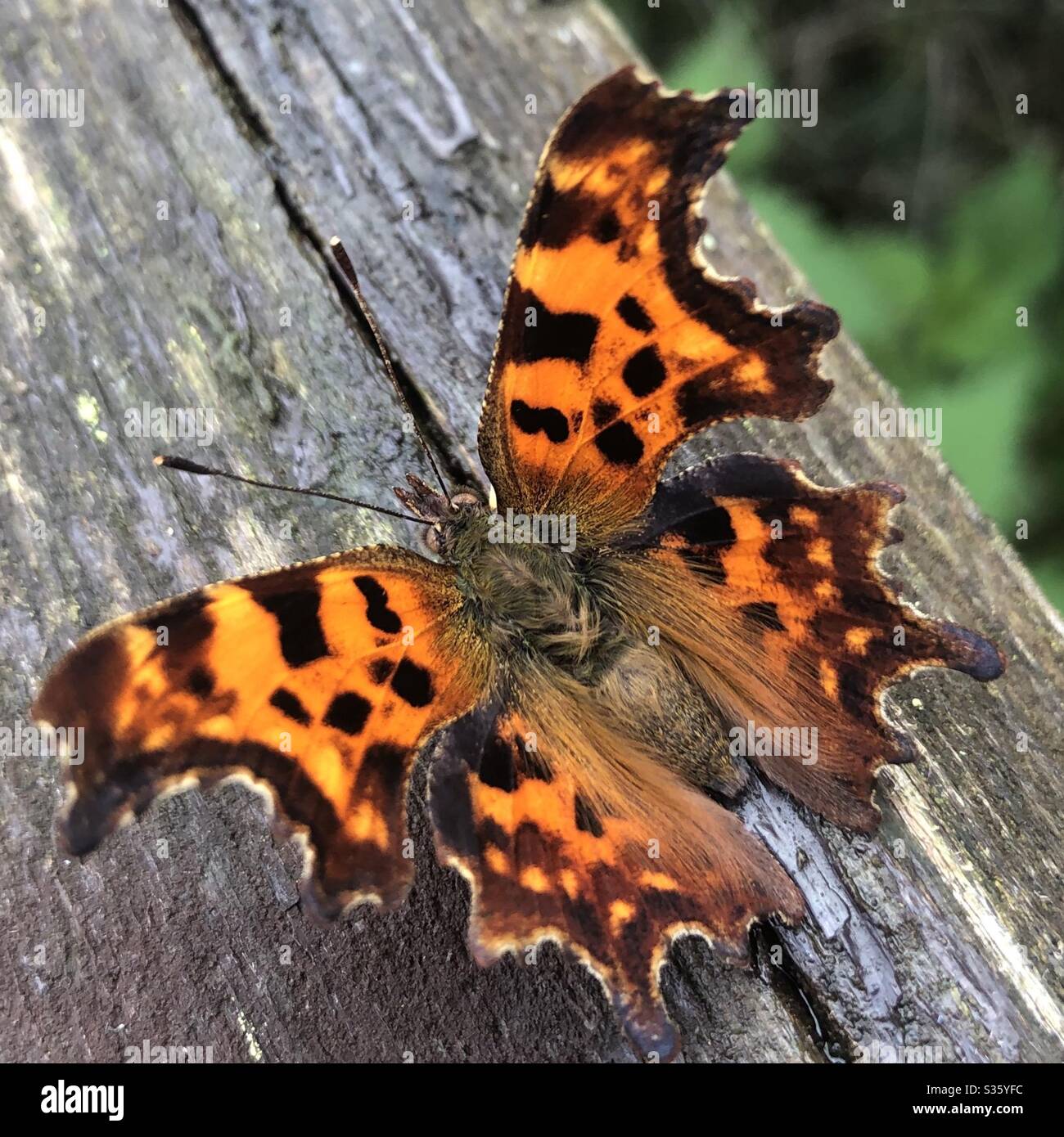 Butterfly mit offenen Flügeln Stockfoto