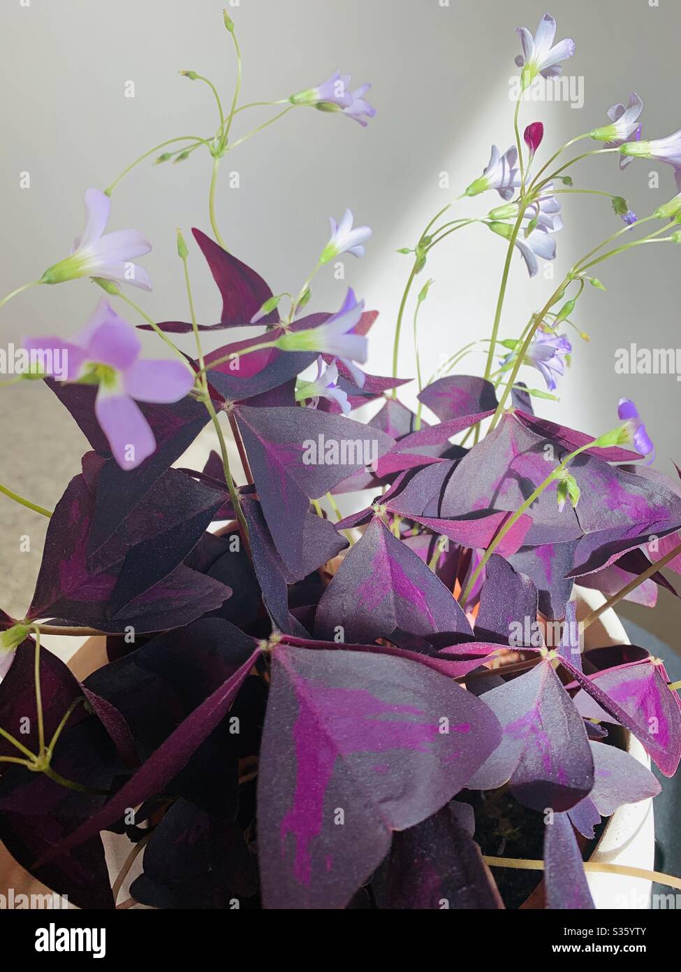 Schmetterling sorrel Zimmerpflanze mit lila Blüten Stockfotografie - Alamy