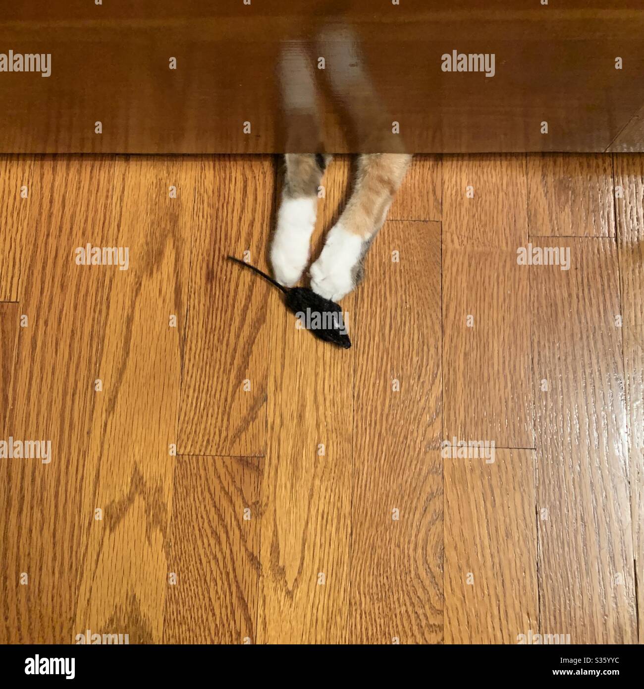 Katzenpfoten unter der Tür Stockfoto