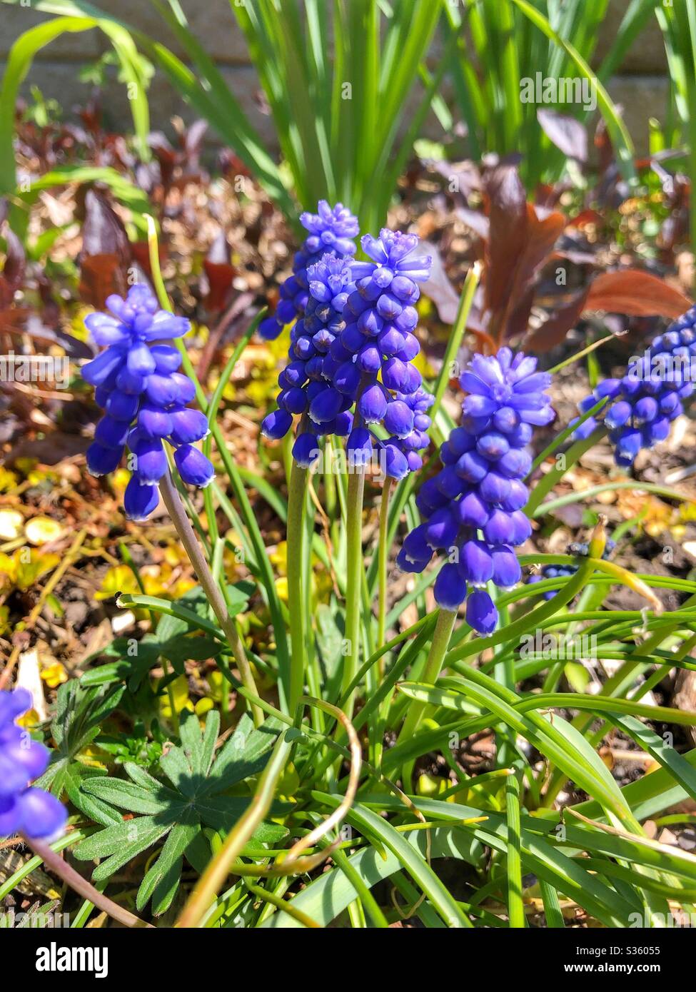 Lila Frühling blüht in Blüte. Stockfoto