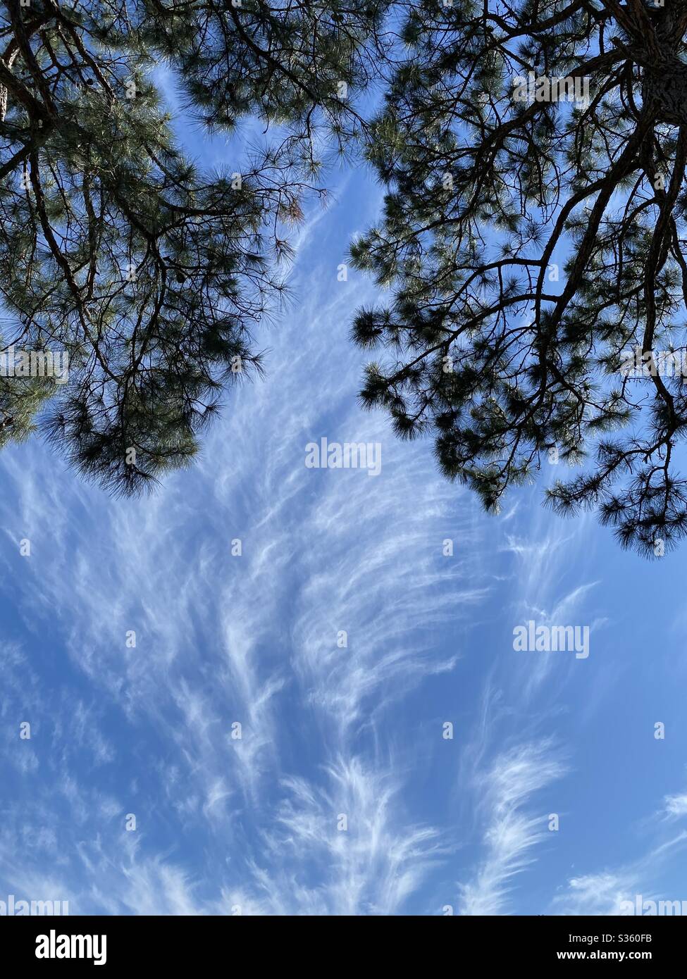 Stues Schwanz Wolken, die wie Federn am Himmel aussehen Stockfoto