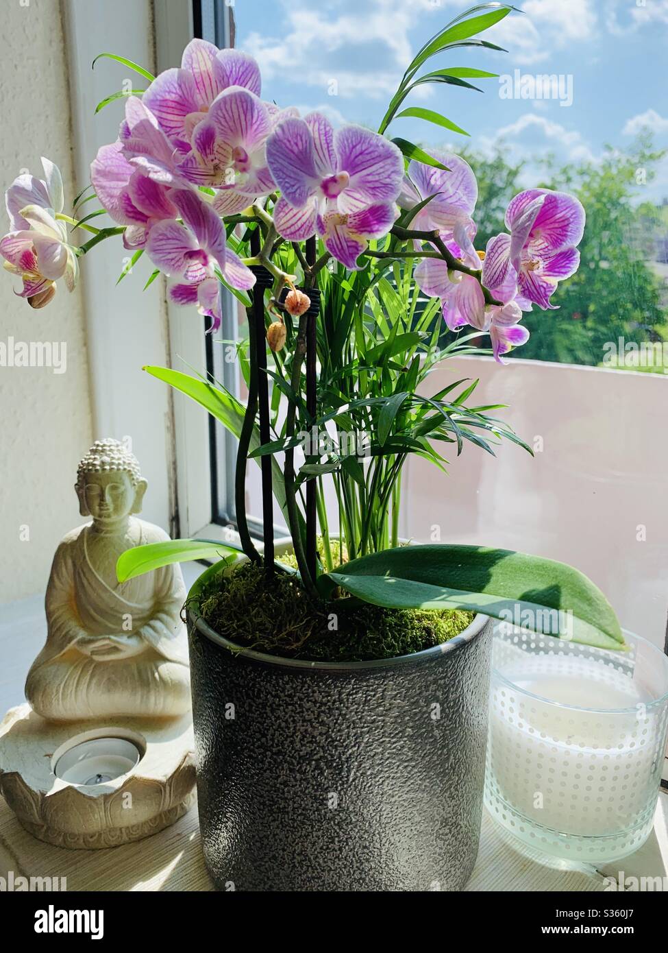 Lila Orchidee Zimmerpflanze Stockfoto