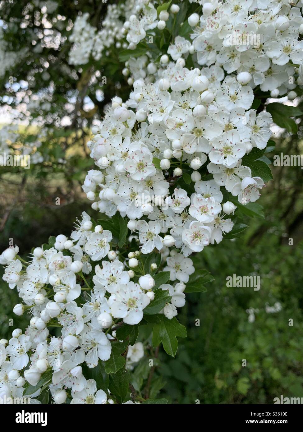 Weissdorn Blüte Stockfoto