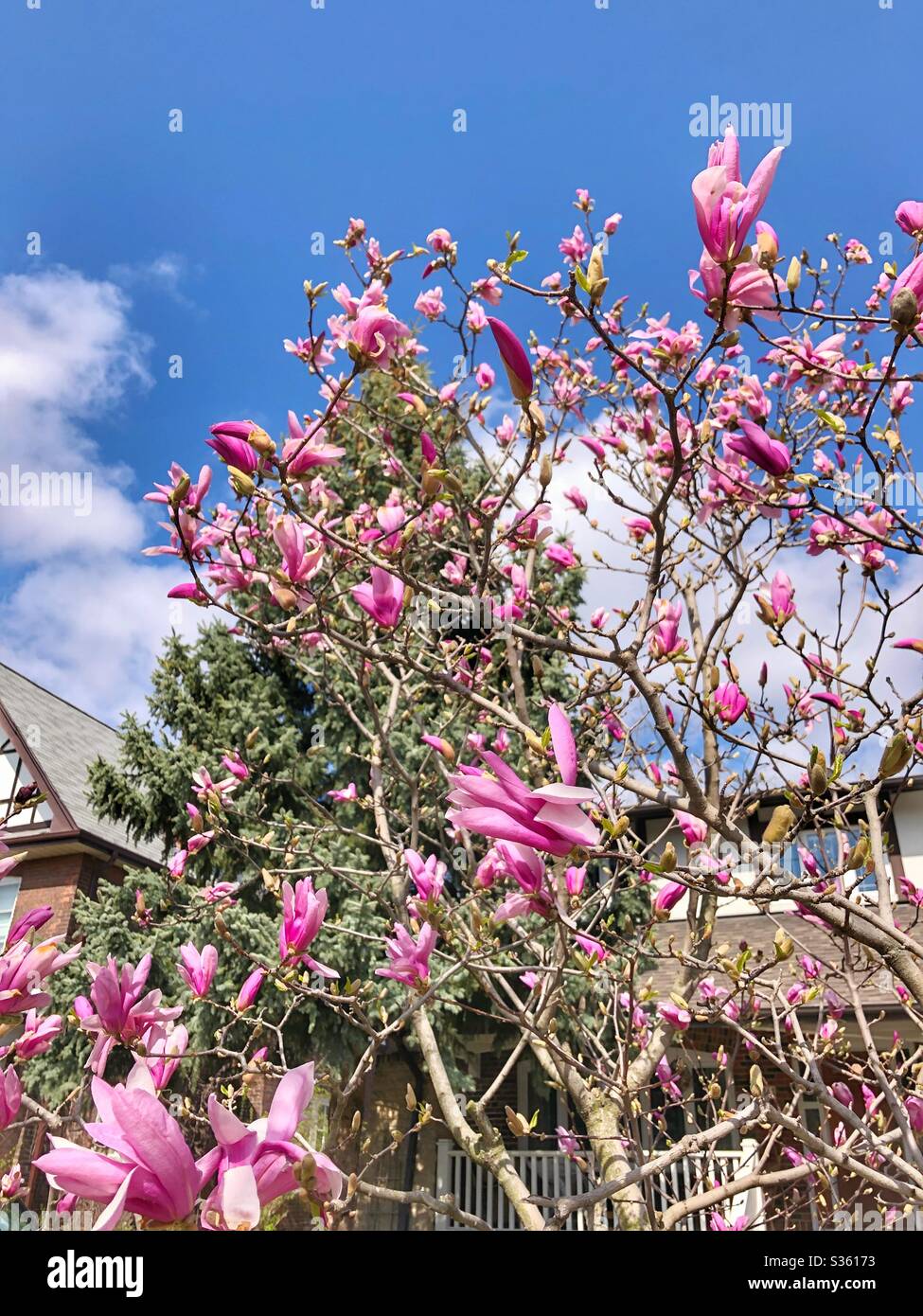 Magnolienbäume in Blüte. Stockfoto
