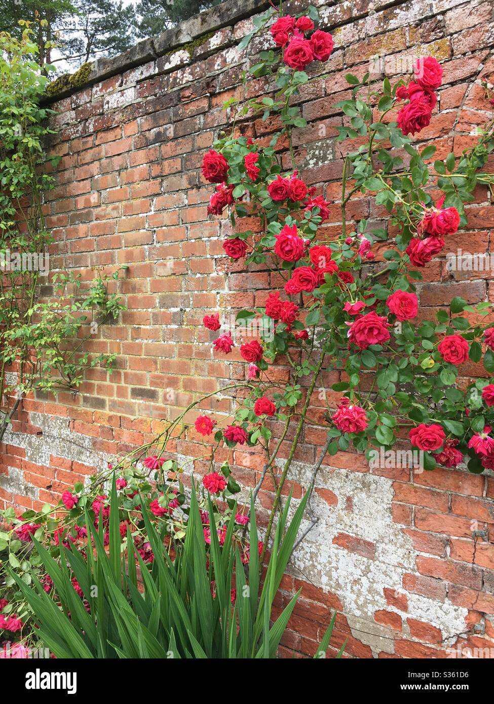 Rote Rosen an einer Wand - Smartphone-aufgenommenes Stockfoto