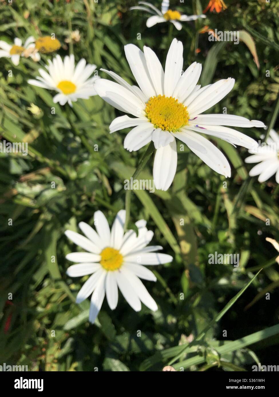 Große weiße Gänseblümchen in der Blüte im Sommer Sonnenschein - Smartphone-aufgenommenes Stockfoto