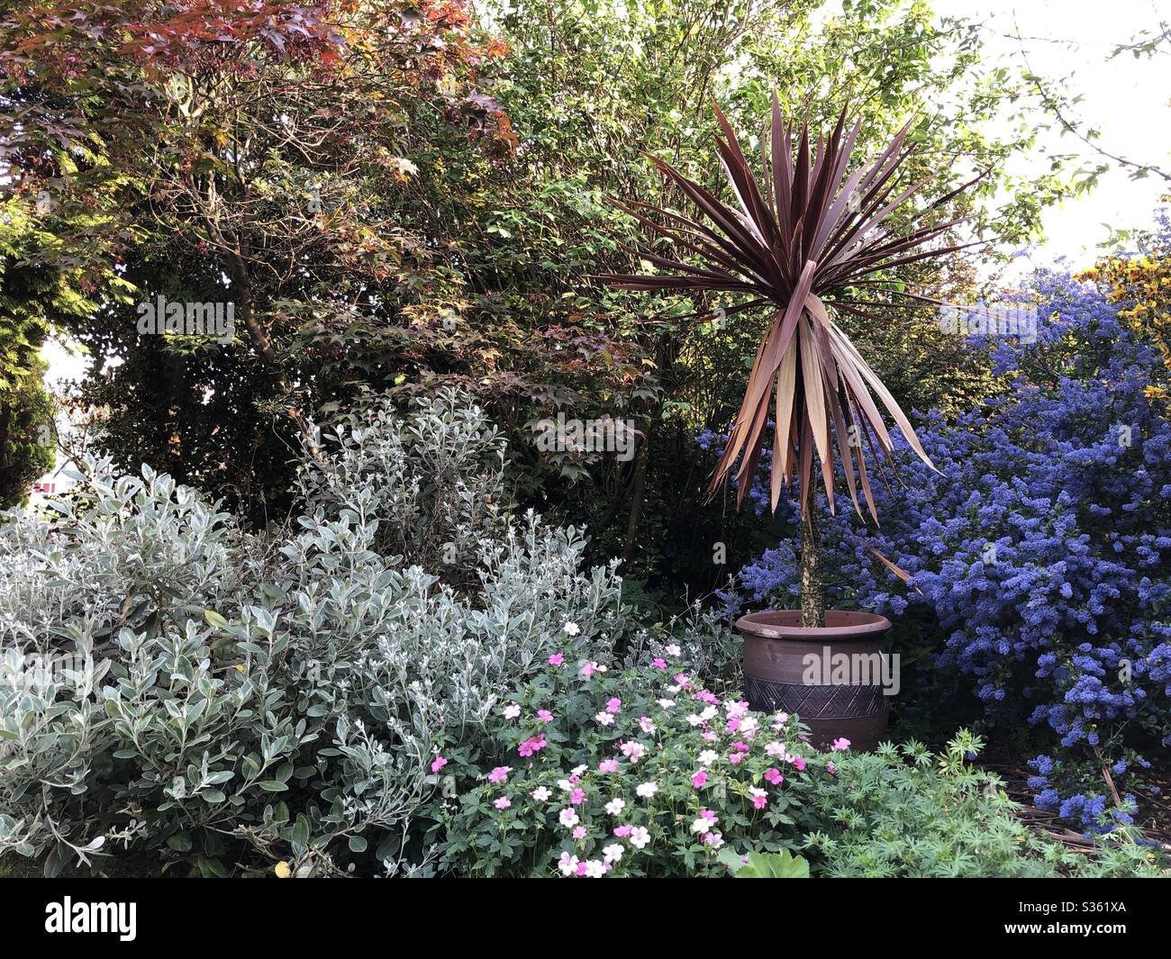 Alter Garten im Sommer in England, Großbritannien - Smartphone-aufgenommenes Stockfoto