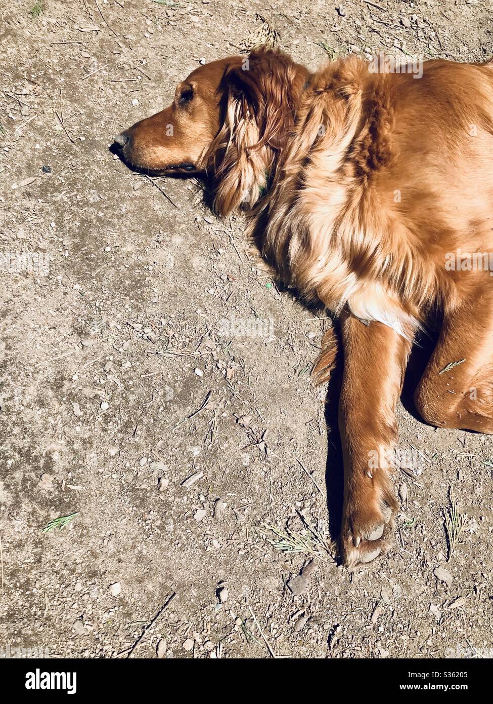 Ein goldener Retriever Hund, der im Schmutz auf dem Boden liegt  Stockfotografie - Alamy
