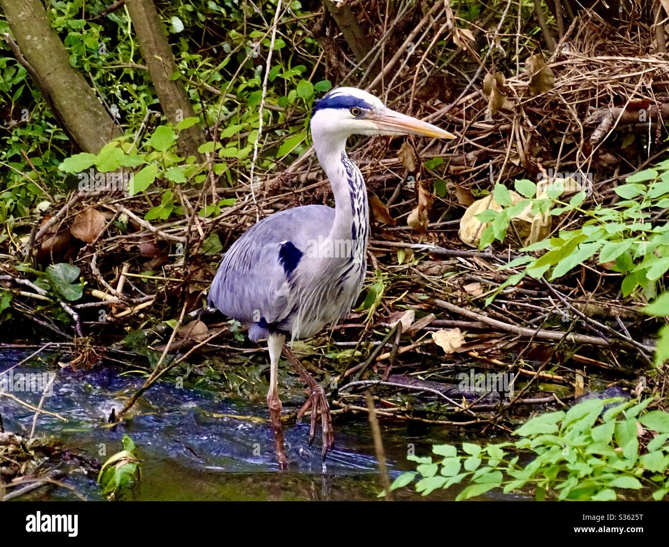 Graureiher waten in einem Fluss auf der Suche nach Fisch Stockfoto