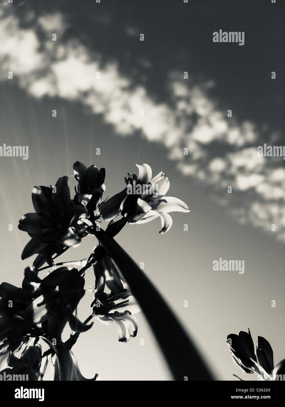 Unter einer bluebellroten Blume Stockfoto