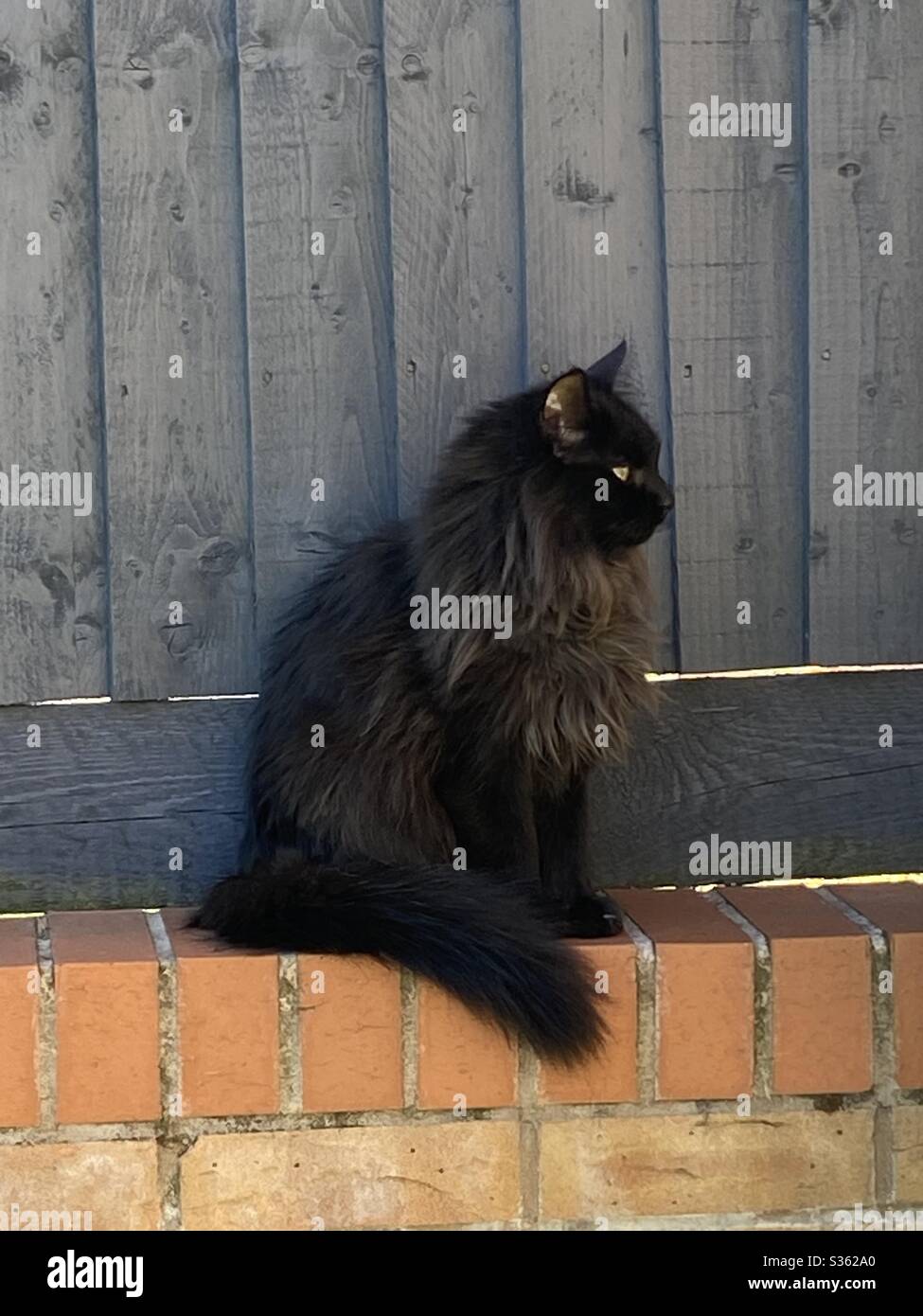 Schwarze Katze auf der Wand vor dem grauen Zaun sitzen Stockfoto