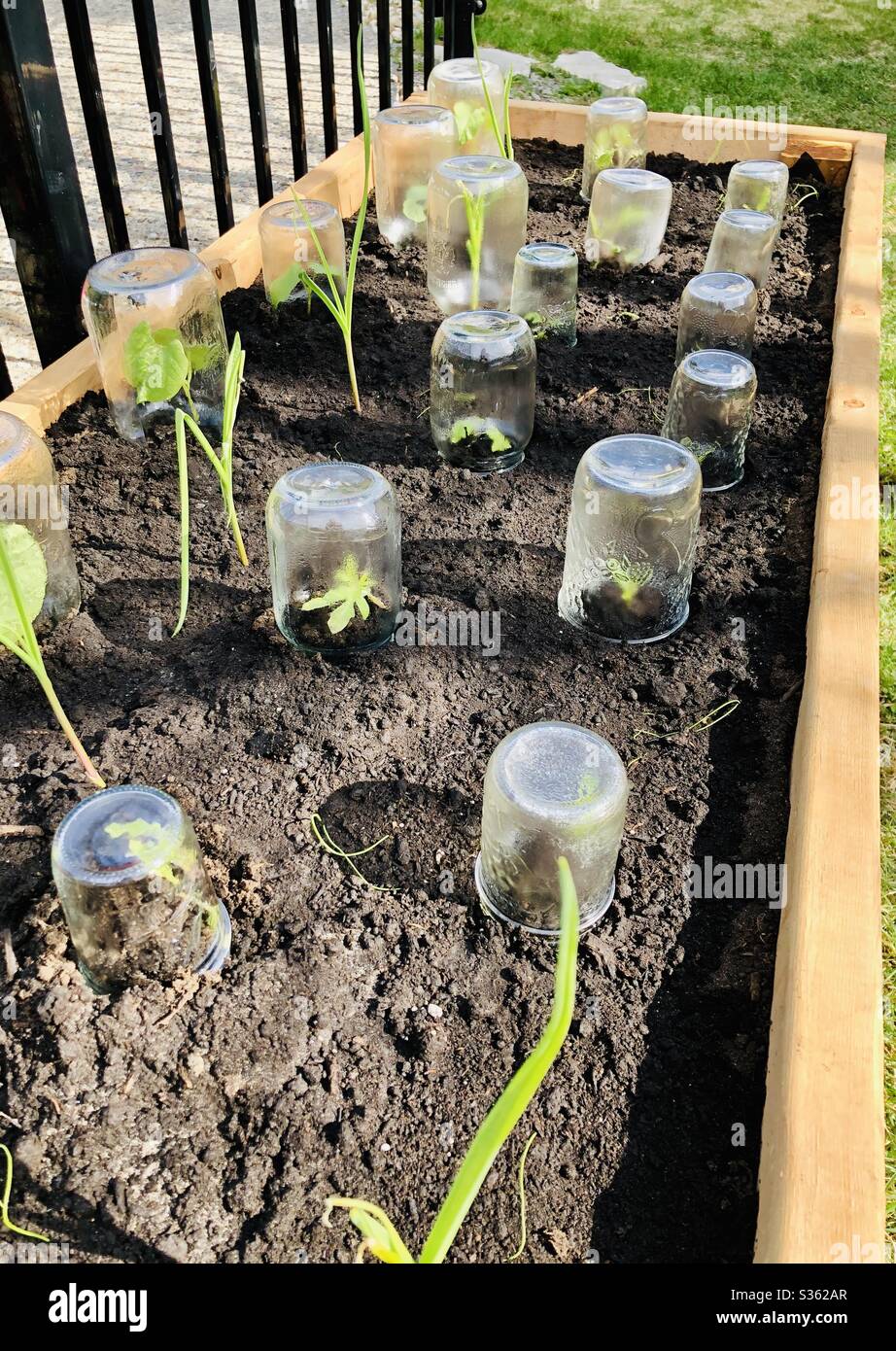 Gartenarbeit - Gemüsepflanzen vor dem Friesen durch Glastöpfe geschützt - Smartphone-aufgenommenes Stockfoto