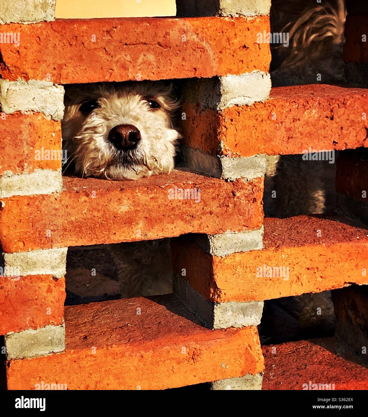 Ein Labradoodle blickt sehnsüchtig auf die Welt auf der anderen Seite seines Zauns. Stockfoto