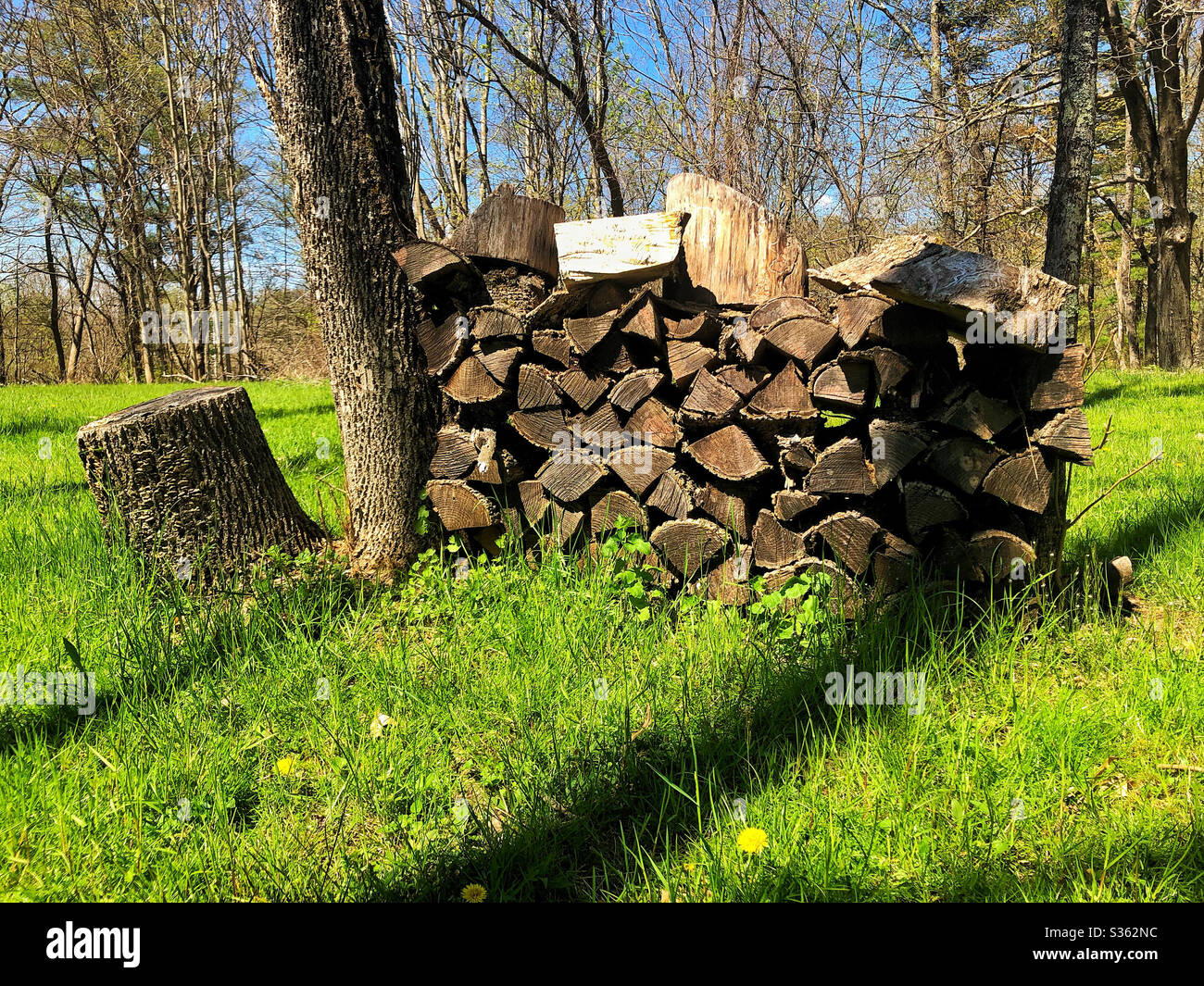 Stapel von geschnittenem Brennholz, das für den Einsatz zwischen zwei Bäumen auf grasbewachsenem Rasen trocknet - Smartphone-aufgenommenes Stockfoto