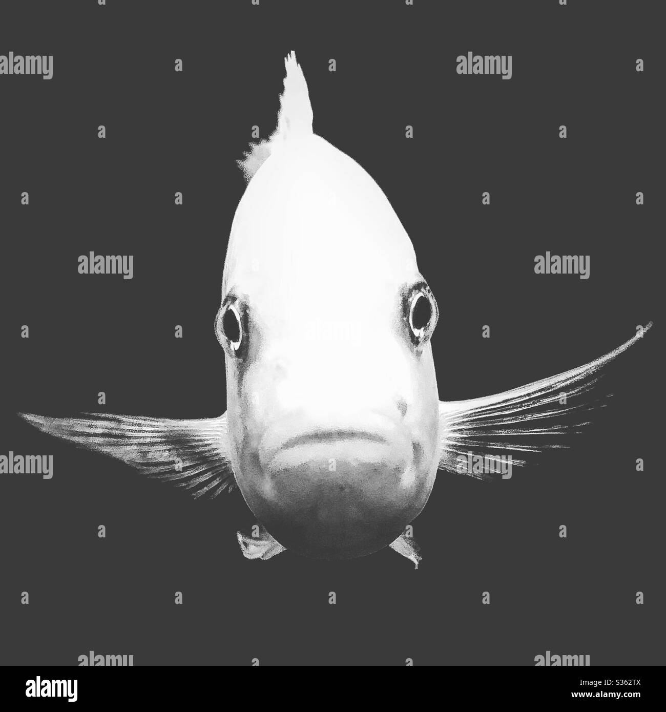 Fischbecken Schwarzweiß Stockfotos und  bilder   Alamy