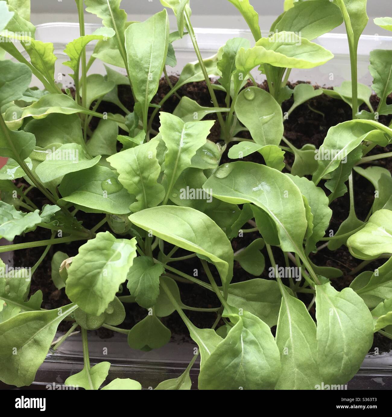 Ein Foto von Raketensalat Blätter wachsen in einem Kunststofftopf auf einem Fenster Schweller drinnen. Anbau von Lebensmitteln zu Hause. Stockfoto