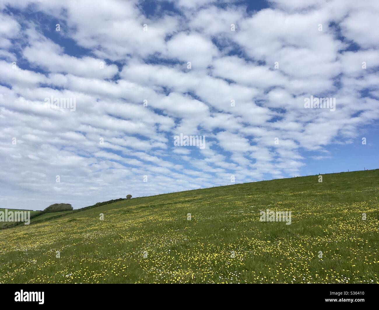 Weite offene Wiese mit einem Gefühl von Freiheit und Raum unter einem blauen Himmel mit hoher Wolke durchstreift Stockfoto