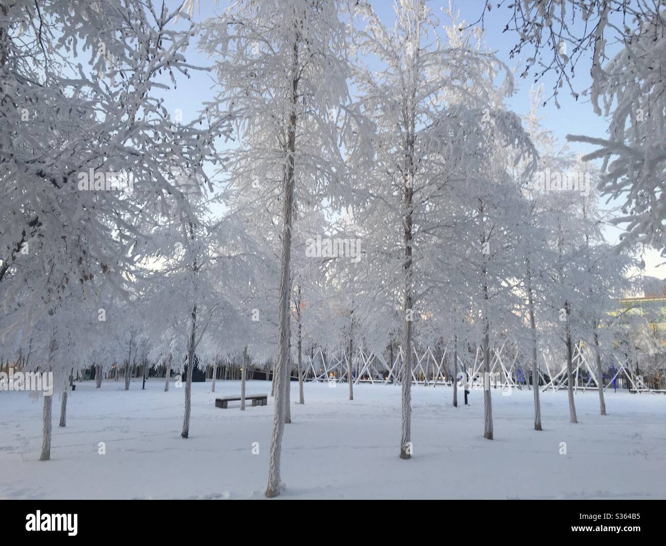 Gefrorene Bäume im Museumspark in Anchorage Alaska - Smartphone-aufgenommenes Stockfoto