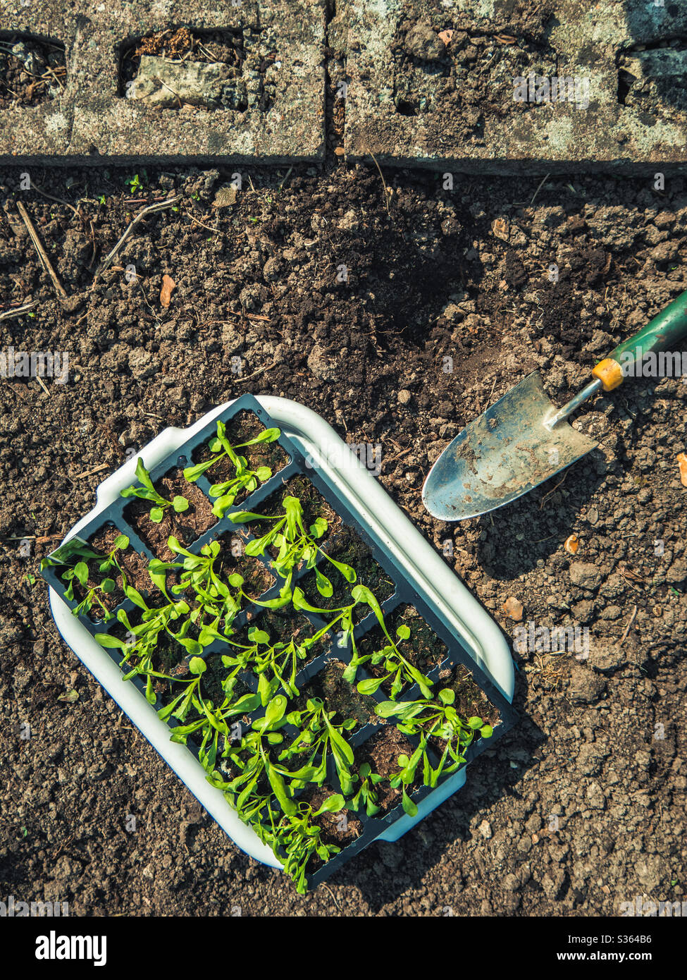 Pflanzen aus Salat Eichenblatt auf dem Garten - Smartphone-aufgenommenes Stockfoto