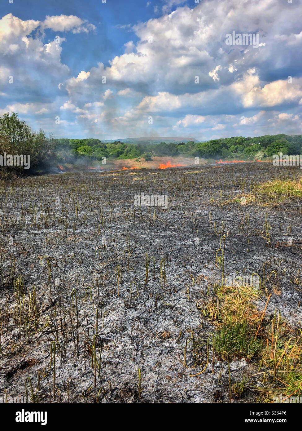 Verbrannte Erde nach einem Gras- und Brackfeuer auf Brackland, Cardiff, South Wales. Stockfoto