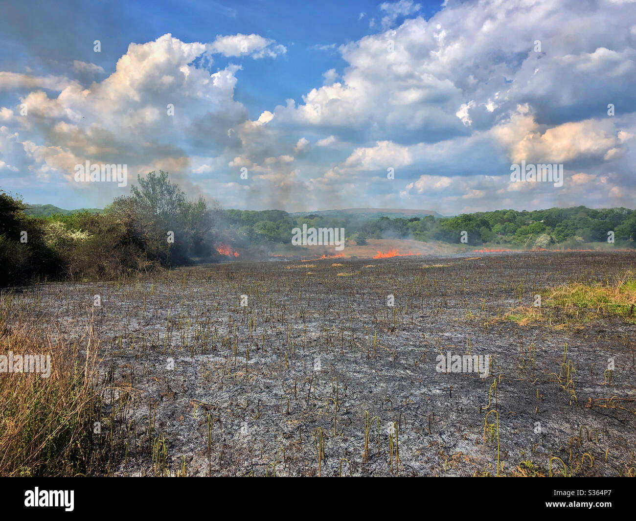 Gras- und Brackenfeuer auf Brackland bei Cardiff, Mai. Stockfoto