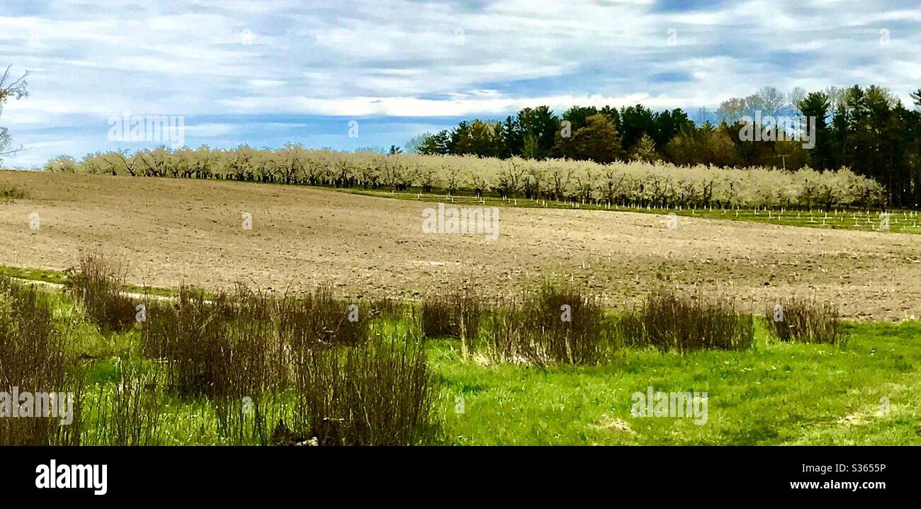 Kirschblüten im Norden von Michigan Stockfoto