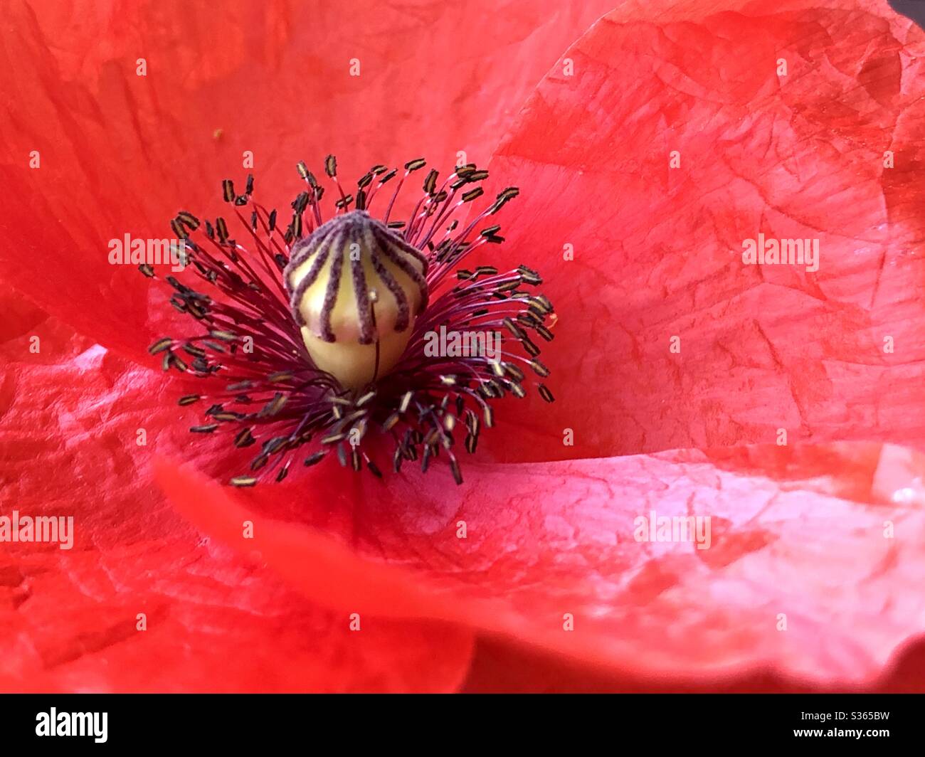 Nahaufnahme von roten Mohn - Smartphone-aufgenommenes Stockfoto