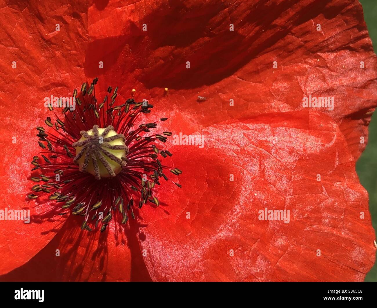 Nahaufnahme von roten Mohn - Smartphone-aufgenommenes Stockfoto