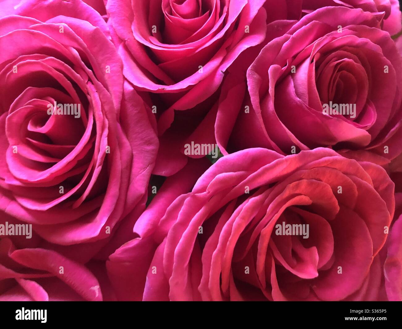 Rosa Rosen füllen den Rahmen Stockfoto