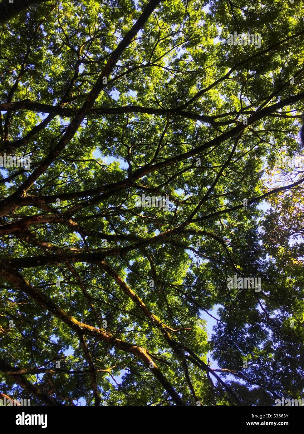 Unter dem großen Baum Stockfoto