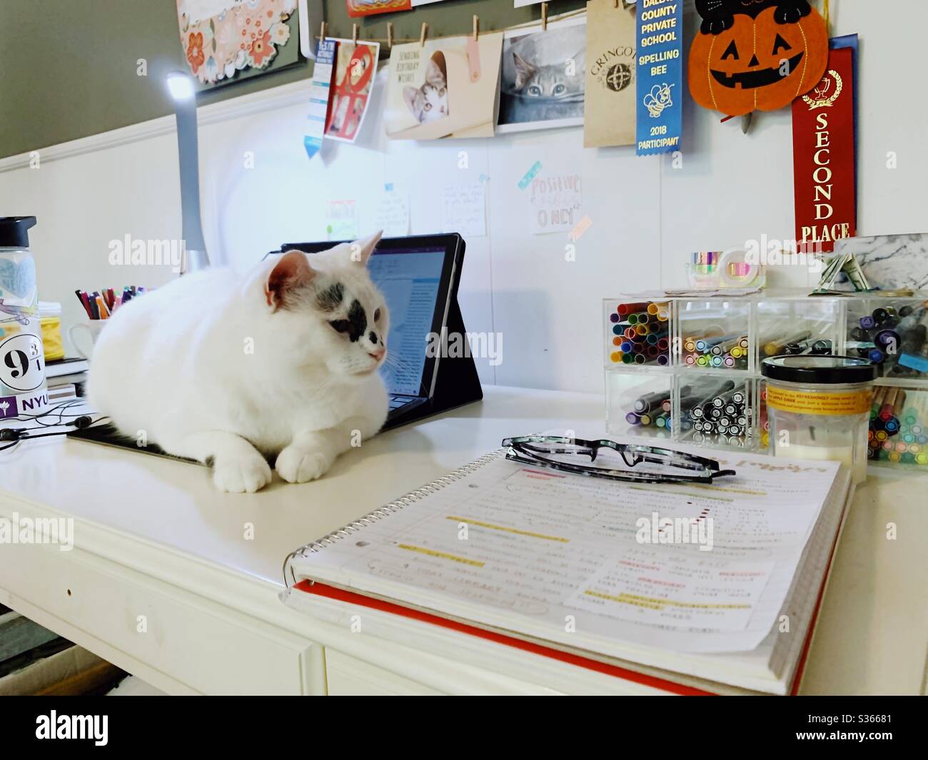 CAT verhindert, dass Hausaufgaben gemacht werden, indem sie auf einem Laptop liegt. Stockfoto