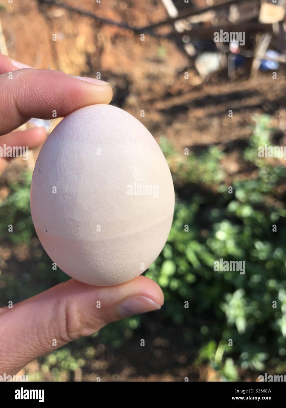 Mein Huhn legte ein Ei mit seltsamen Markierungen Stockfoto